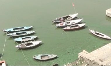 गंगा में शैवाल आने से बोले गंगा वैज्ञानिक जीवों पर मंडराने लगा खतरा...