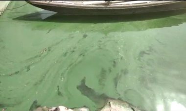 गंगा में हरे शैवाल को लेकर जांच के आदेश...