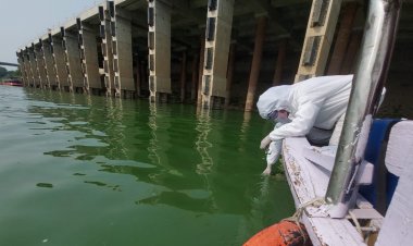 गंगा में मिले शैवाल की जांच शुरू, बनारस से मिर्जापुर तक हुई वाटर सैम्पलिंग...