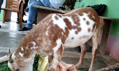 जिले में बकरा बना चर्चा का विषय, लोग लगा रहे हैं बकरे की बोली, देखिए क्या है इस बकरे में खास...