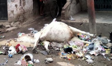 बिजली के खंभे पर करंट उतरने से मवेशी की मौत...