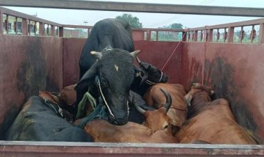 6 राशि जिंदा गोवंस बरामद, बबुरी पुलिस का सराहनीय कार्य...