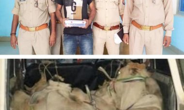 शातिर पशु तस्कर गिरफ्तार, कब्जे से एक अदद बोलेरो वाहन में 04 राशि गोवंश व एक अदद तमंचा 315 बोर बरामद...