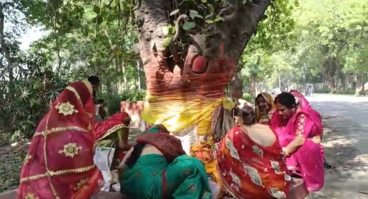 Varanasi:BHU में पीपल-बरगद में सूत बांधने पर विवाद?सामने आया विद्वत परिषद,बोले ये सनातन पर आघात